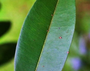 Feuilles de sapota séchées à l'ombre - Feuilles de sapotille séchées, feuilles de chiku séchées, zapota de Manilkara, feuilles de plantes fraîches cueillies à la main