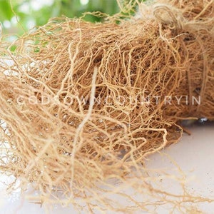Natural Vetiver Roots - Pure Khus Khus, Ramacham, Vetiveria Zizanioides - Dried Herbal Kuruveeru, Vettivilu, Vetiveerum