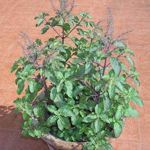 tulsi basil tulasi thulasi ocimum sanctum thulsi shree requirements