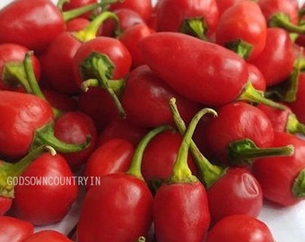 Dalle Khursani chilli - Hottest heirloom chilli seeds from Sikkim, vegetable seeds, kitchen plantation