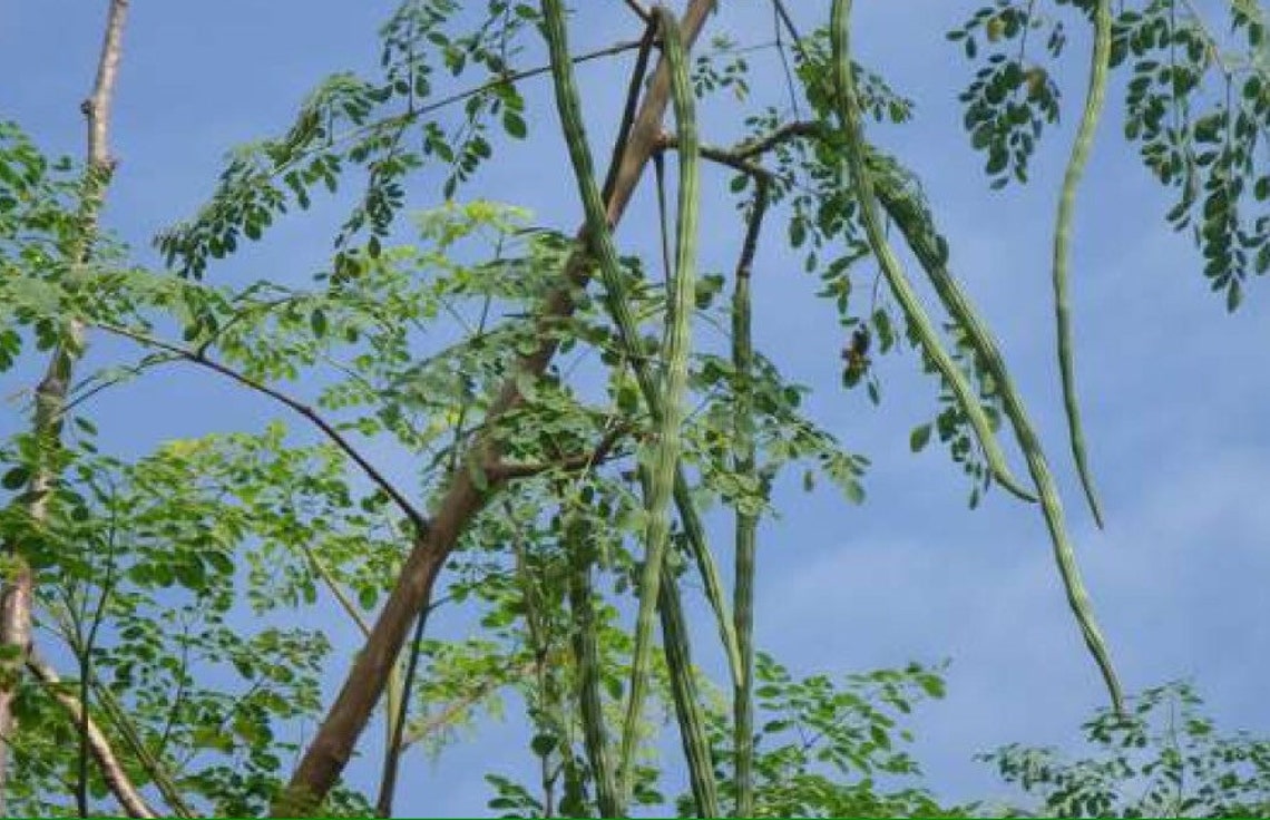 ORGANIC Fresh EX Rare Drumstick Seeds Provided by Moringa Etsy