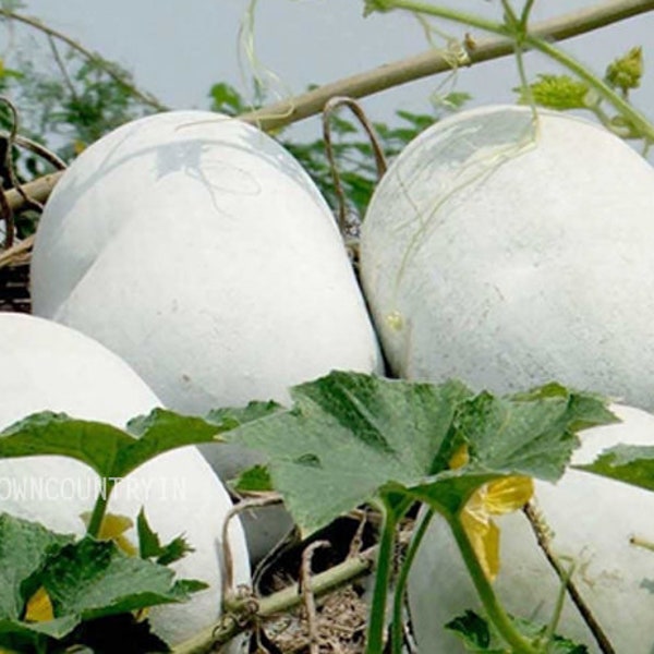 Semillas medicinales de calabaza de ceniza - Vaidhya Kumbhalam, Nei kumbalam, Semillas vegetales / EX semillas de pan raras Granja orgánica de Godsowncountry