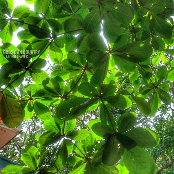 ALMOND dried Leaves - The Giant Indian Almond (Catappa/ Ketapang) LEAVES Aquarium | Fish, Betta | Tropical Almond Umbrella Terminalia