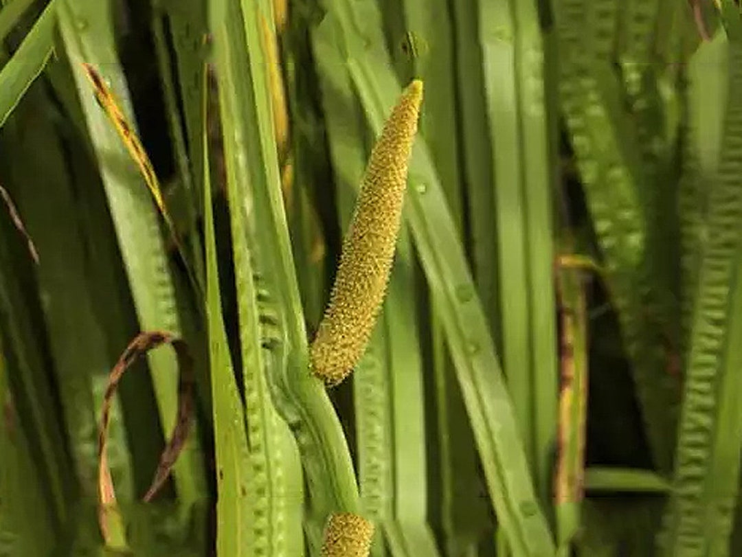 Acorus Calamus Root Powder Sweet Flag Powder Vasambu Herb Etsy
