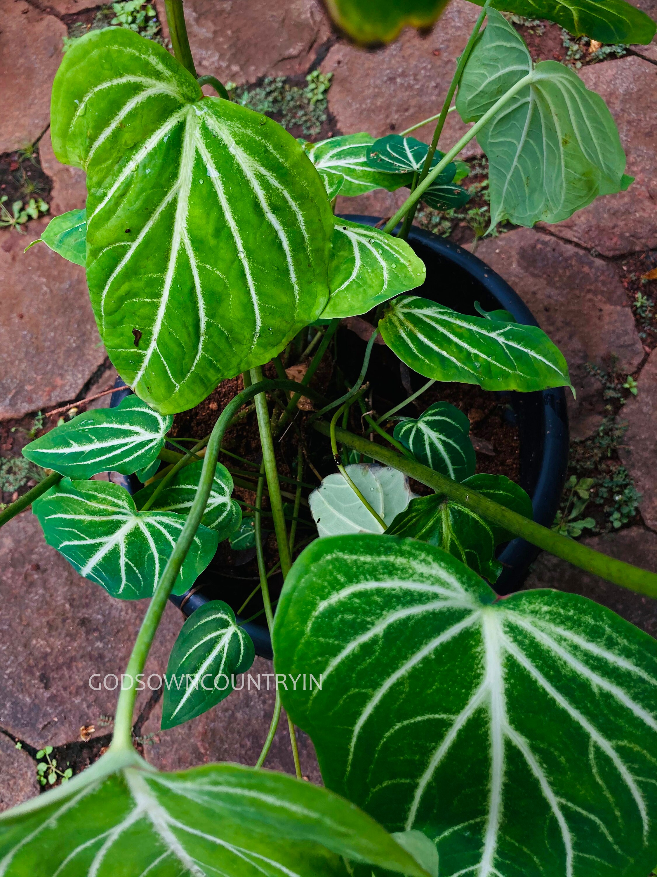 Caladium Schomburgkii Fresh bulbs Gardening caladium bulbs Etsy
