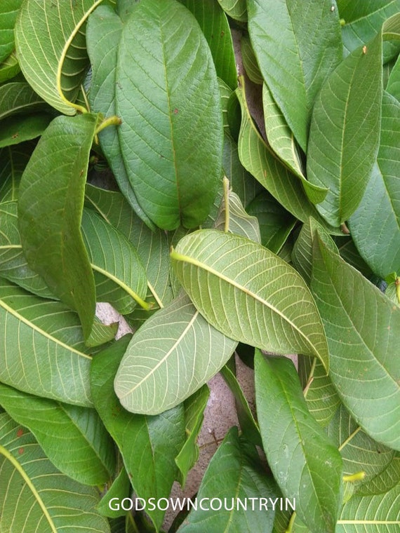 Feuilles de goyave séchées Omura biologique, feuilles de goyave fraîches  cueillies à la main pour le thé, feuilles biologiques directement de  l'arbre, feuilles de thé -  Canada