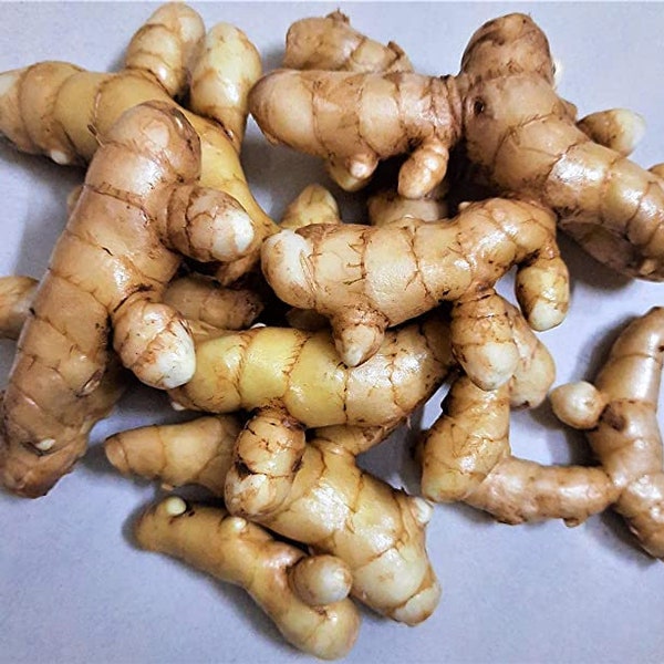 Fresh Mango Ginger Rhizomes - Amba Turmeric Roots,  Mana Sanskriti Spices, Bulbs For Growing, Exotic Flavour, Medicinal Purpose, Aromatic