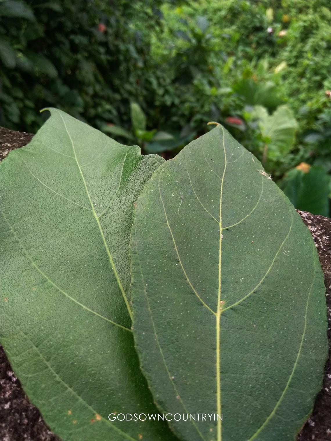 Shadow Dried Ficus Exasperate Leaves Sandpaper Fig Forest Etsy