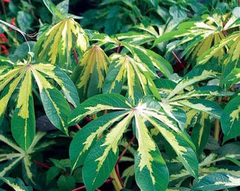 Fresh Tapioca Stem Cuttings - 6-Inch Length, Manihot Esculenta, Cassava, Manioc, Variegated Yellow/Green, Plant Clippings, Arrowroot, Yuca