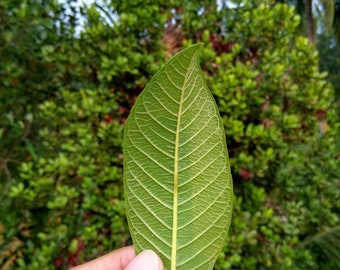 Feuilles de goyave séchées Omura biologique, feuilles de goyave fraîches  cueillies à la main pour le thé, feuilles biologiques directement de  l'arbre, feuilles de thé -  Canada