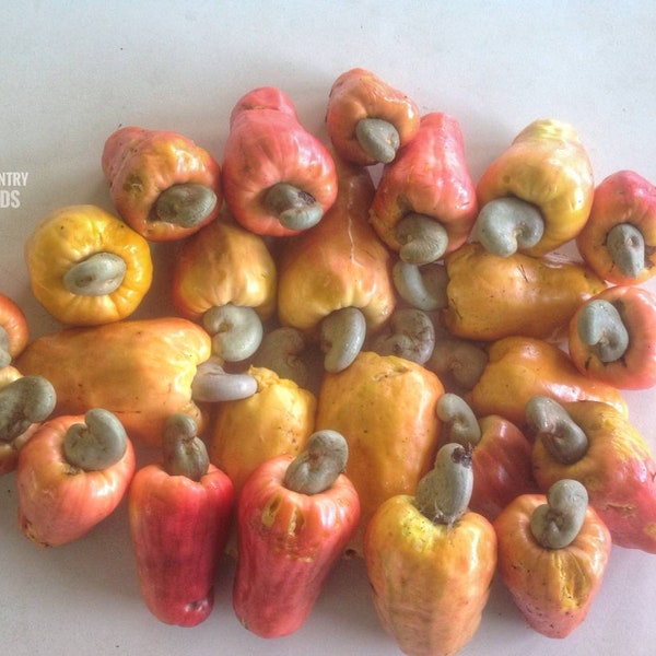 Rare Kerala Cashew Nut Seeds | Anacardium Occidentale | Organic Planting for Kitchen Gardens | Exotic Varieties | Outdoor Cultivation