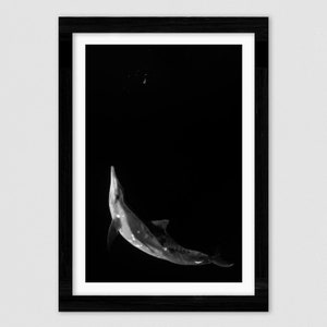 Schwarz Weißer Delfin Fine Art Print | Tanzender Delfin