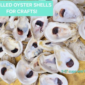 Oyster Shells | Drilled | Bulk | Decoupage Ornaments | DIY Bridesmaids | Favors | Placecards | Beach Crafts | Decoupage Ring Dish