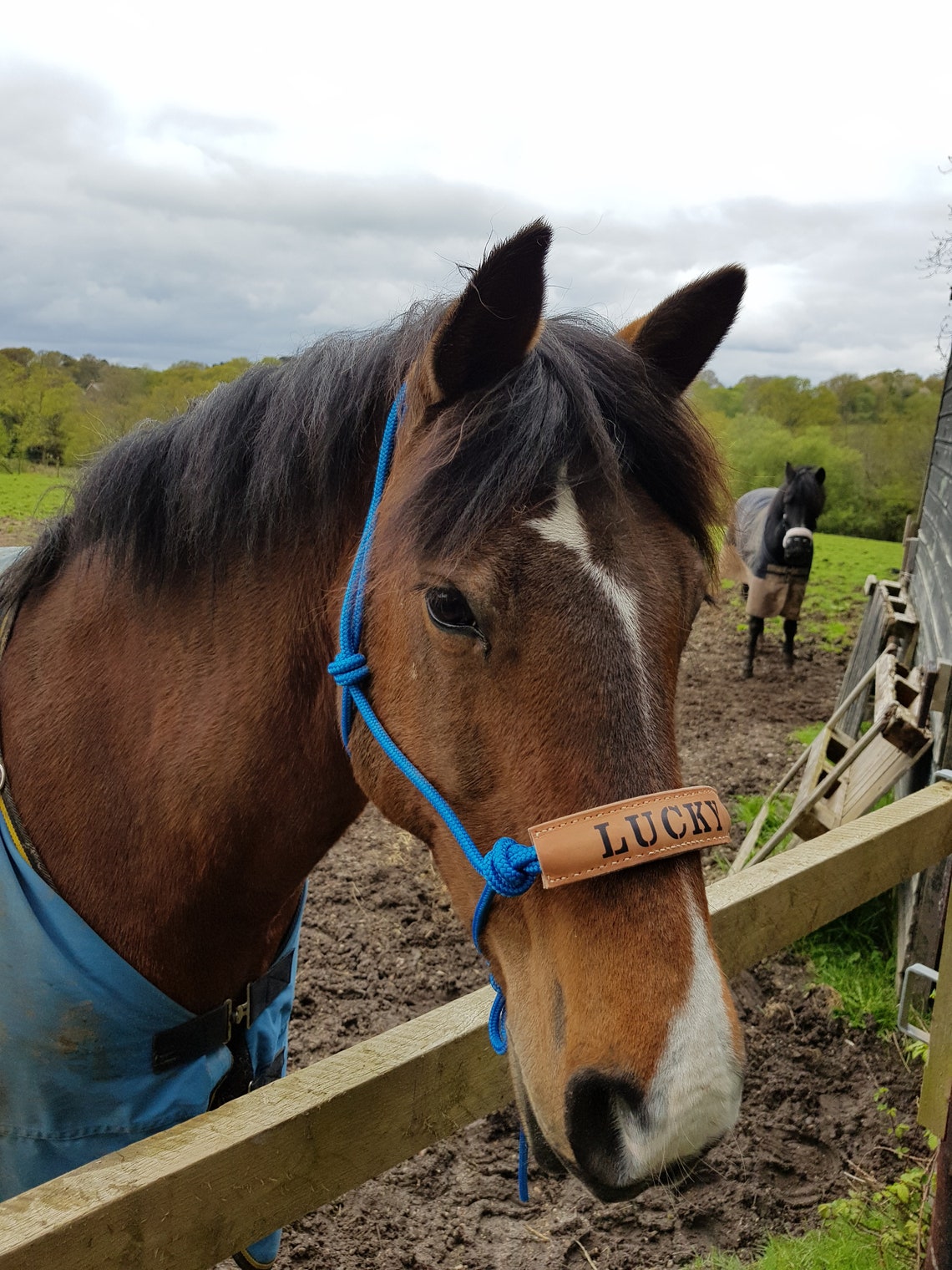 Rope Halter with Personalised Leather Noseband Etsy