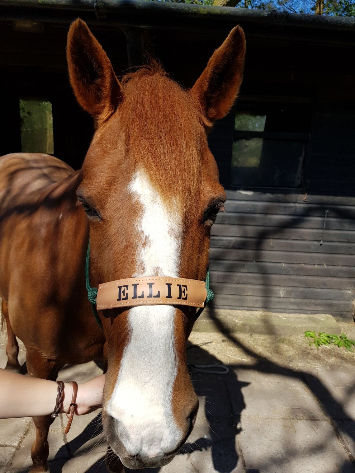 Rope Halter with Personalised Leather Noseband Etsy