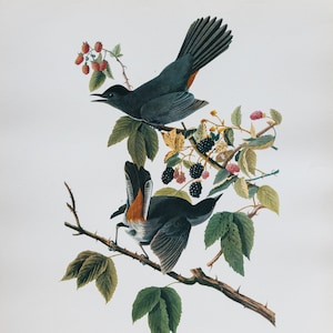 Impresión vintage ORIGINAL de 1964, tamaño folio grande, impresión de aves de Audubon. *Ave gata* Original de 1964, del folio de Audubon. NO ES UNA COPIA.