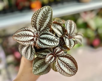 Pilea Involucrata Friendship Plant | Pet-friendly | Low Light Easy Care Plant | (Must Buy Of Any 2 Plants to Complete Purchase)