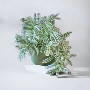 White Tradescantia “ Pistachio” | Rare Live Plant | Home Decor | Houseplants ( Must Buy A Minimum Of ANY 2 PLANTS To Complete Purchase)