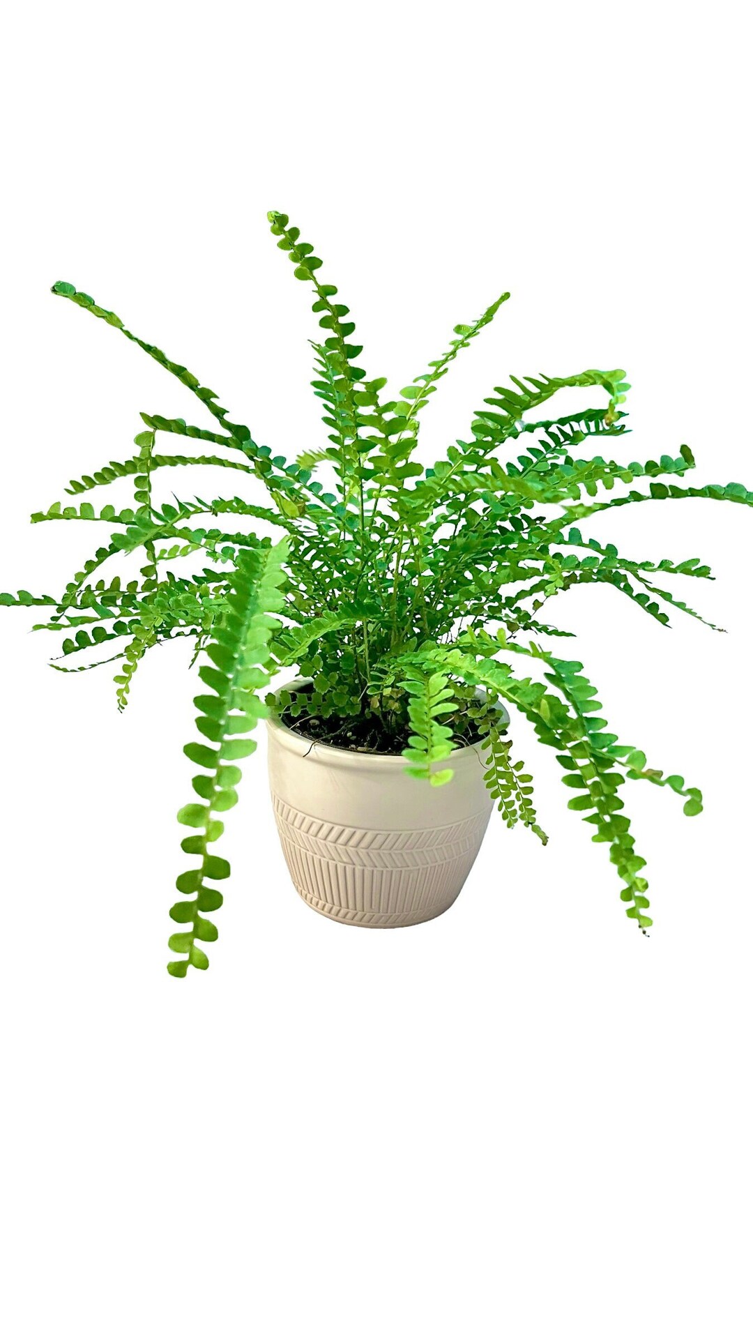 Lemon Button Fern 4 Inch Pot Live Fern Plant Exact Plant Nephrolepis Cordifolia duffii Fern must