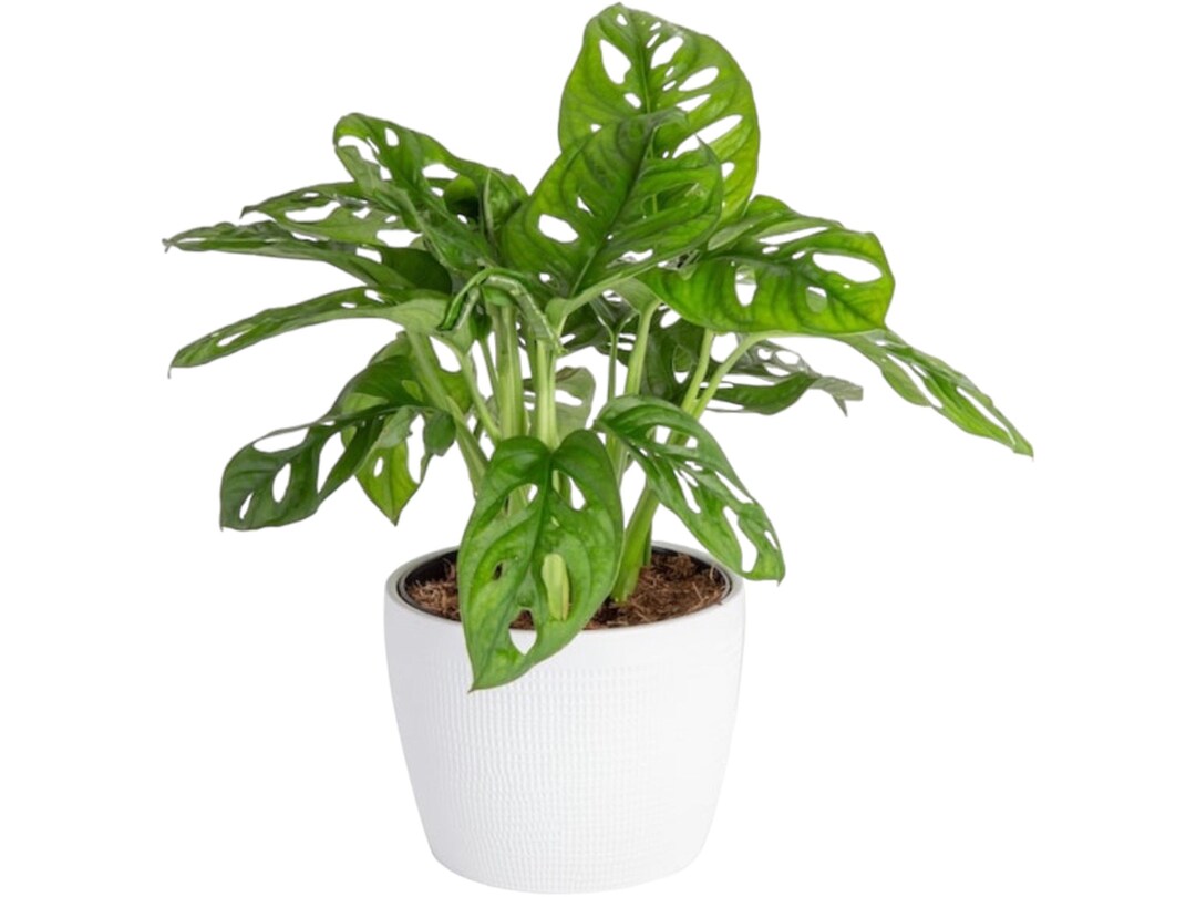 Monstera Adansonii Swiss Cheese Plant Philodendron 4 Etsy