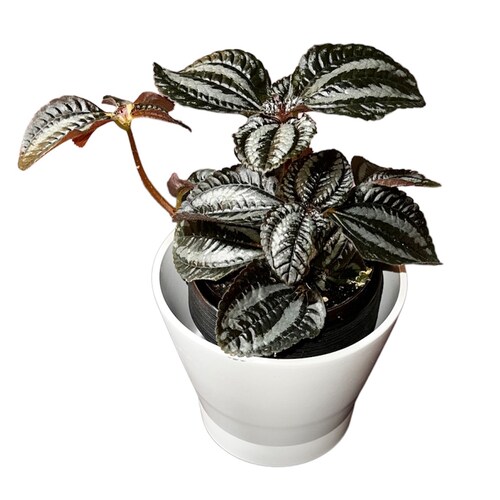 Pilea Involucrata Friendship Plant Low Light Pet Safe Plants Etsy