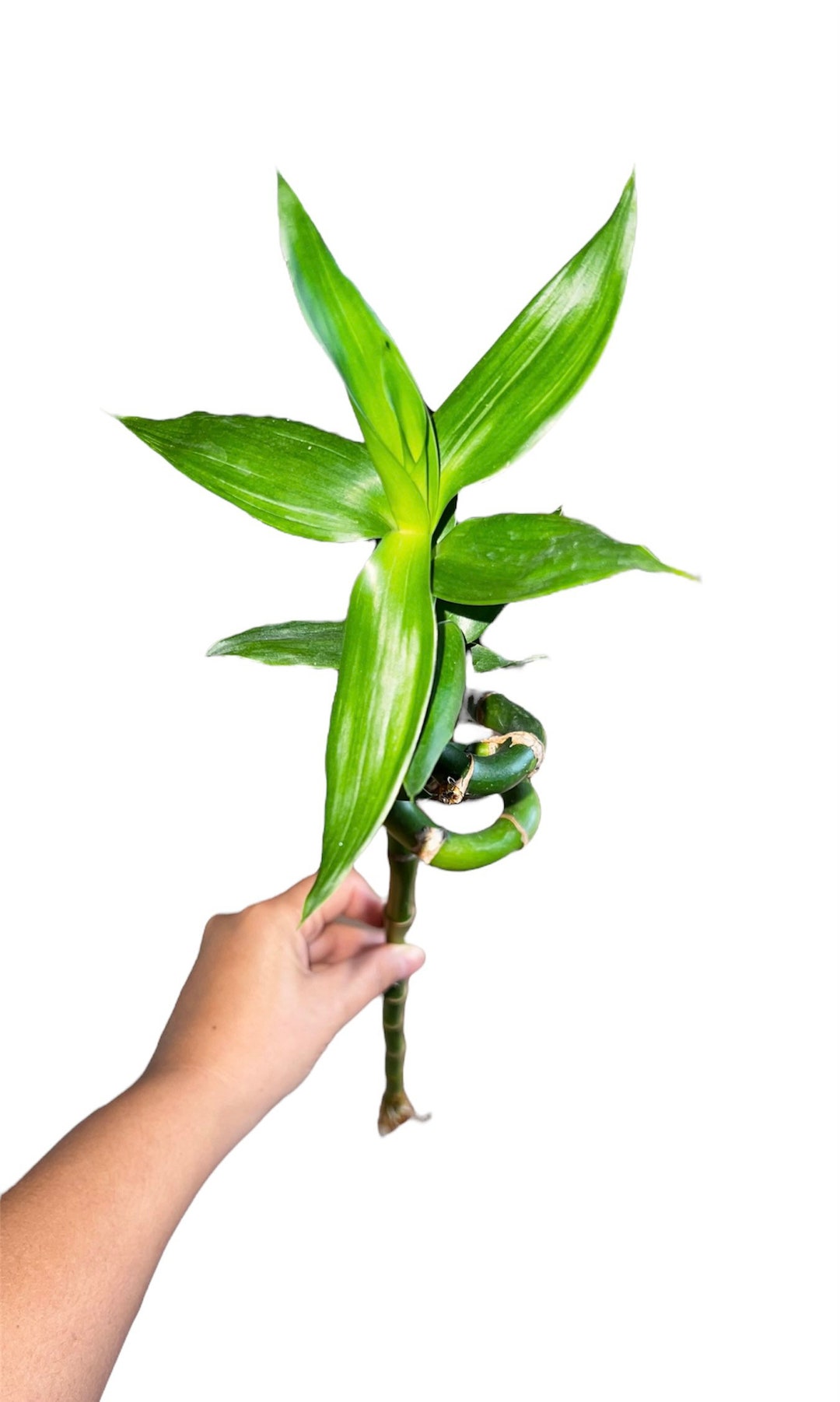 Lucky Bamboo Stalks Selling Individual 22cm Bamboo Plant House Plant