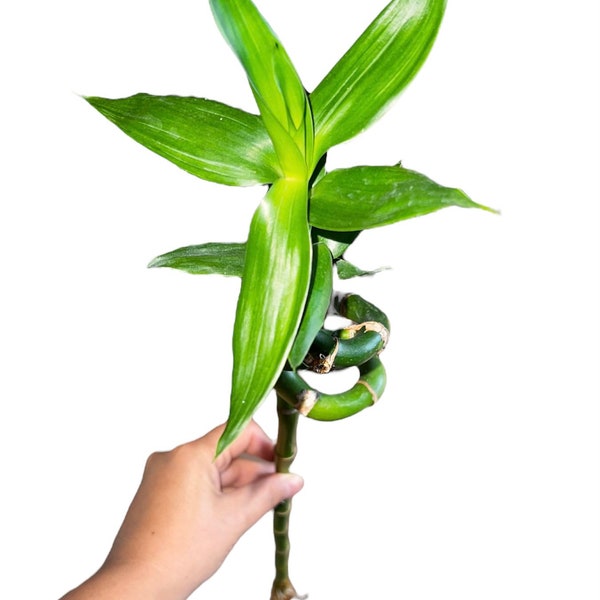 lucky bamboo | stalks selling individual 22cm | bamboo plant | house Plant ( Must Buy A Minimum Of ANY 2 PLANTS To Complete Purchase)