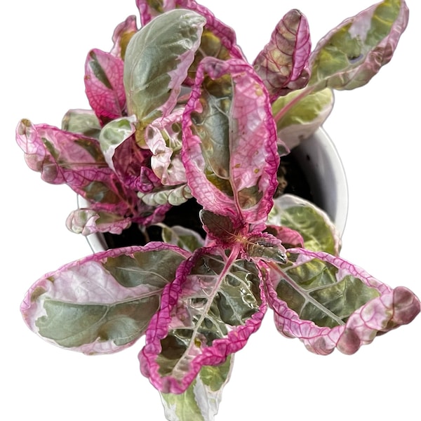 Variegated Waffle Plant, purple tri-color, 3.8 inch pot FREE PRIORITY SHIPPING