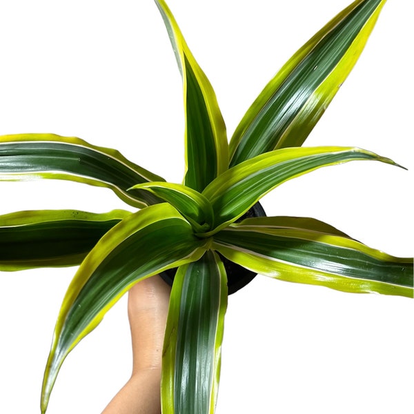 Dracaena| Lemon Lime | Warneckii | Exotic Plant | 4" ( Must Buy A Minimum Of ANY 2 PLANTS To Complete Purchase)