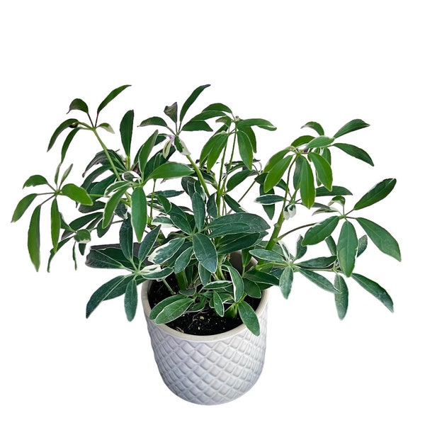 Schefflera ‘Trinette’ (Dwarf umbrella tree) Variegated 2" 4" ( Must Buy A Minimum Of ANY 2 PLANTS To Complete Purchase)