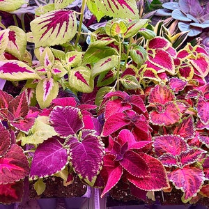 Coleus Live Starter Plant (All starter plants REQUIRE you to purchase 2 plants) Intense color for Landscapes and Containers