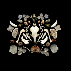 May include: A symmetrical arrangement of dried flowers, leaves, and bones on a black background. The arrangement is centred around a white skull with two horns.