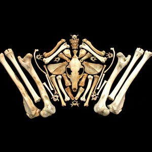 May include: A collection of off-white animal bones arranged symmetrically on a black background. The display features a central skull flanked by various long bones, vertebrae, and flat bone segments, creating a structured, organised anatomical pattern.