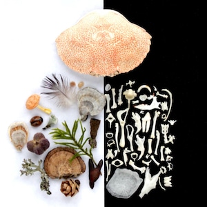 May include: A collection of natural objects including a large crab shell, a feather, various fungi, a pine cone, and a green sprig on the left, contrasted with a variety of small white animal bones and skeletal fragments arranged on the right.