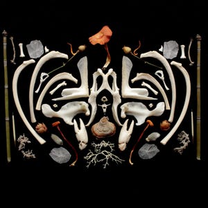 Petite collection naturelle - Trésors de la forêt et de la plage - Sans cruauté envers les animaux (champignons, os, lichens, piquants, écailles, plantes, cônes, griffes...)