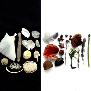 May include: A selection of natural items displayed against a black and white backdrop. The composition features seashells, a feather, fungi, and plant components, presenting a neutral colour scheme.