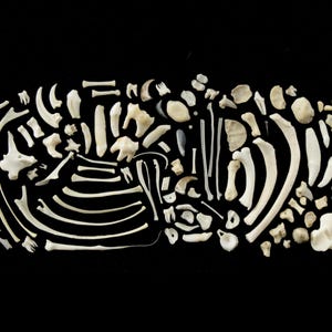 May include: A collection of various off-white animal bones and teeth arranged in a scattered pattern. The assortment includes long bones, curved ribs, vertebrae, and small fragments of skeletal remains displayed against a solid black background.