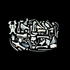 May include: A collection of various small, off-white animal bones arranged in a rectangular cluster. The assortment includes vertebrae, limb bones, pelvic fragments, and other skeletal elements of differing shapes and sizes, all displayed against a solid black background.