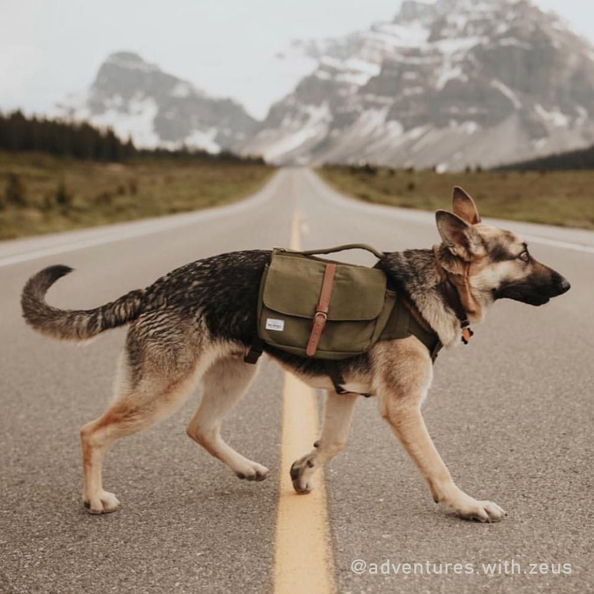 dog collars for hiking