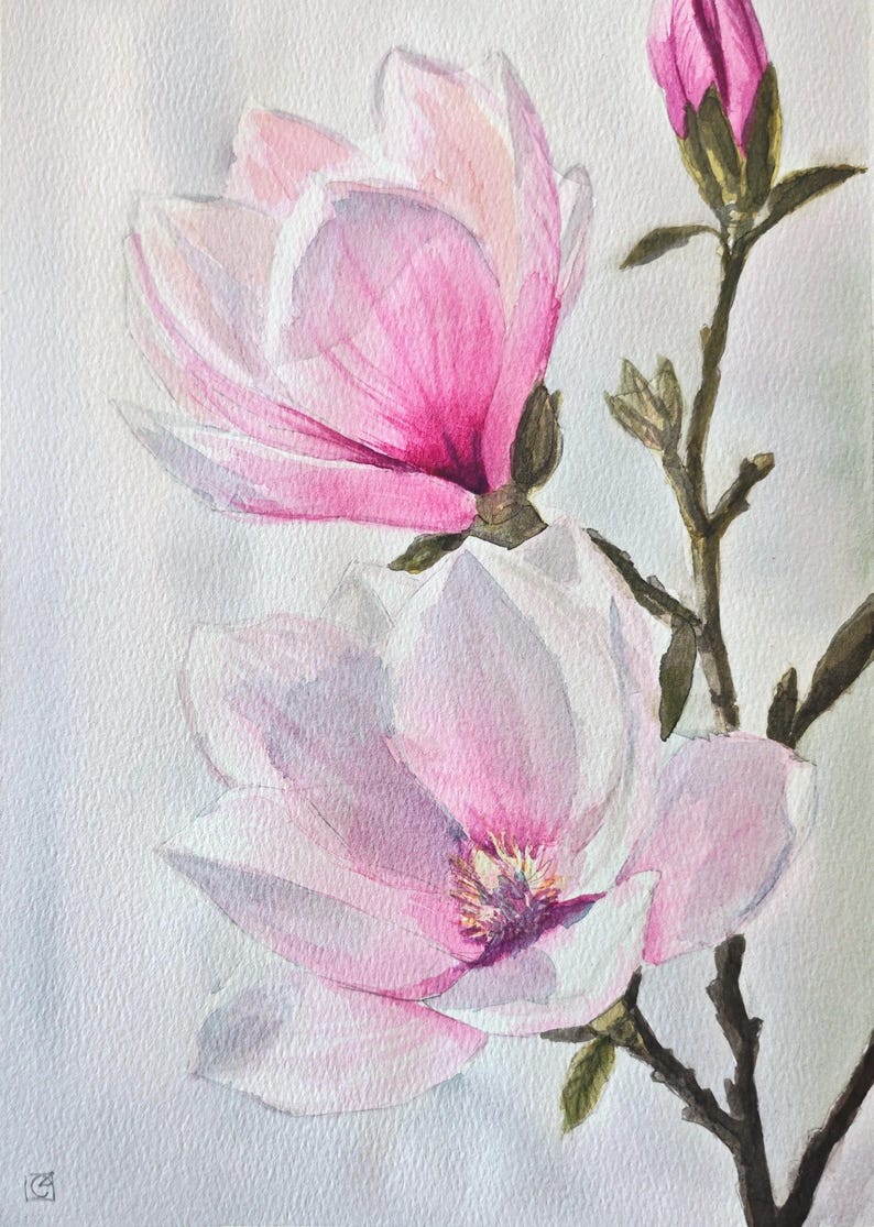May include: A watercolor painting of two large, open magnolia flowers and one closed bud on a brown branch. The petals transition from deep pink at the base to pale white at the edges. The center of the lower flower shows yellow and purple stamens.