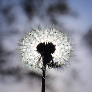 Dandelion Light Digital Image