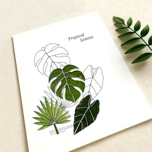 Puede incluir: Una tarjeta blanca con una ilustración botánica de hojas tropicales. El diseño incluye dibujos detallados de varias formas de hojas en verde y contornos negros, con las palabras "Tropical Leaves" en la parte superior.
