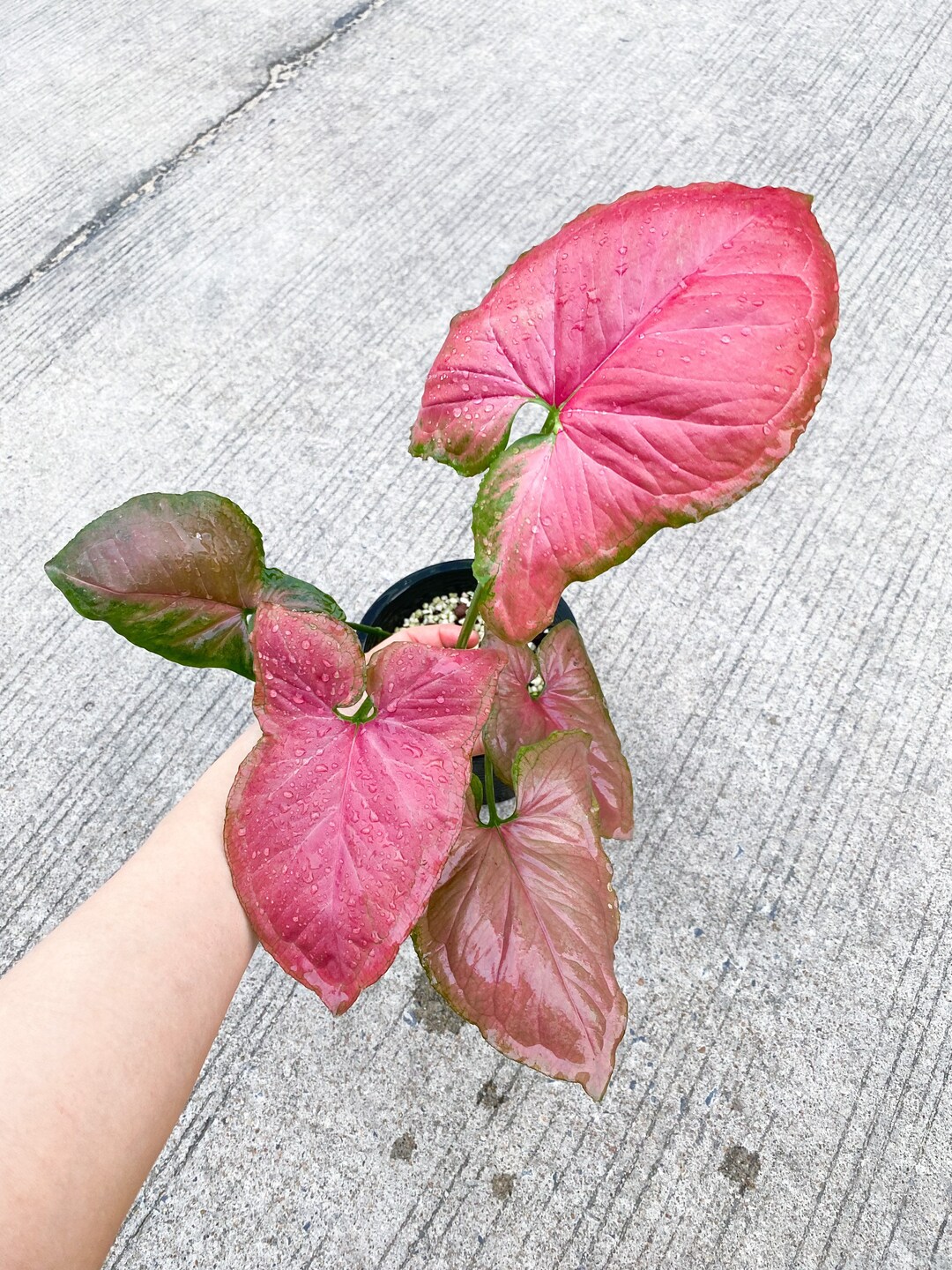 Syngonium Orm Nak Redwholesale & Retails House Plant - Etsy