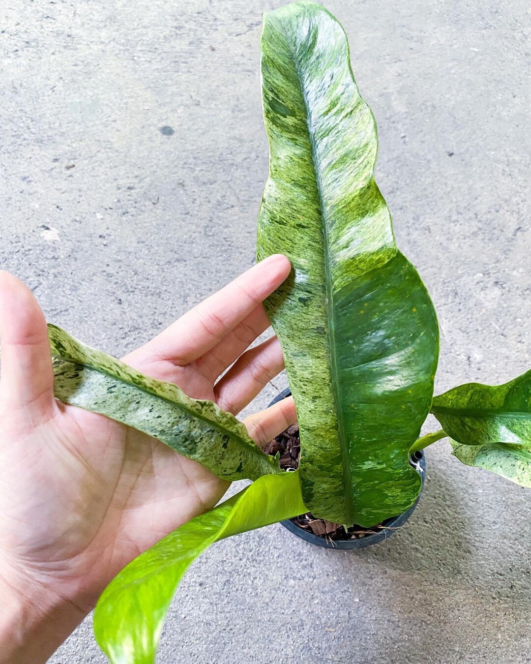 Epipremnum Giganteum Marble Variegated live Plant Fully Etsy