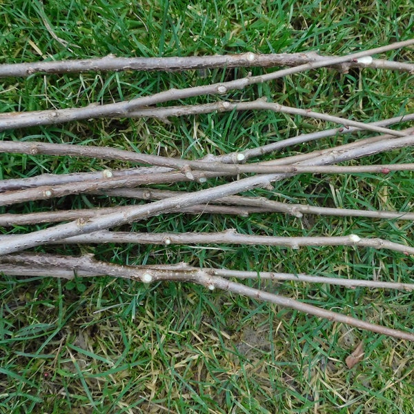 Fouets en bâtons de noisetier biologique pour fabriquer des baguettes de tissage de vannerie faisant des sorts païens