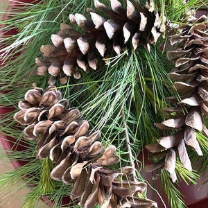 May include: Close-up of pine cones and green pine needles. The brown pine cones are open, displaying their textured surfaces. The needles are long and slender, creating a natural, seasonal arrangement. The arrangement is set in a red container.