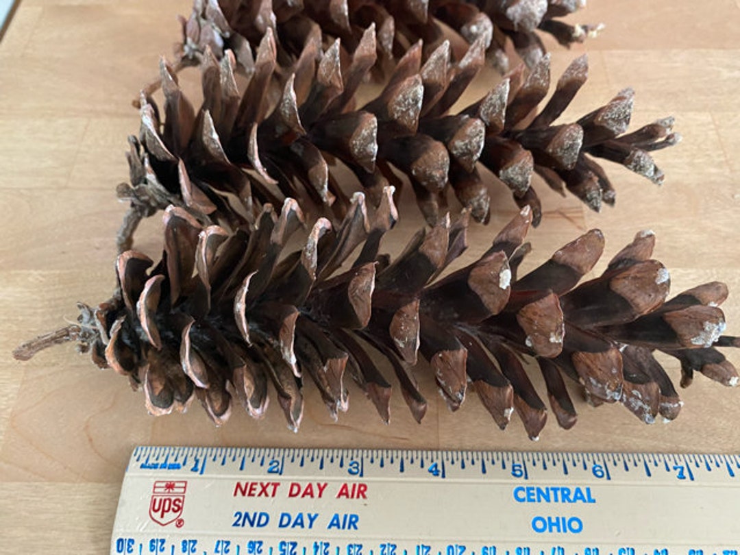Extra Large Eastern White Pine Cones for Crafting, Lot of 25 Extra Large Eastern White Cones