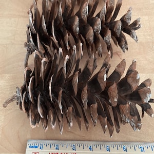 May include: Close-up of several large, brown pine cones with textured scales. The cones are partially covered in white patches. A ruler is placed next to the cones, showing measurements in inches. The text "NEXT DAY AIR" and "CENTRAL OHIO" is visible.