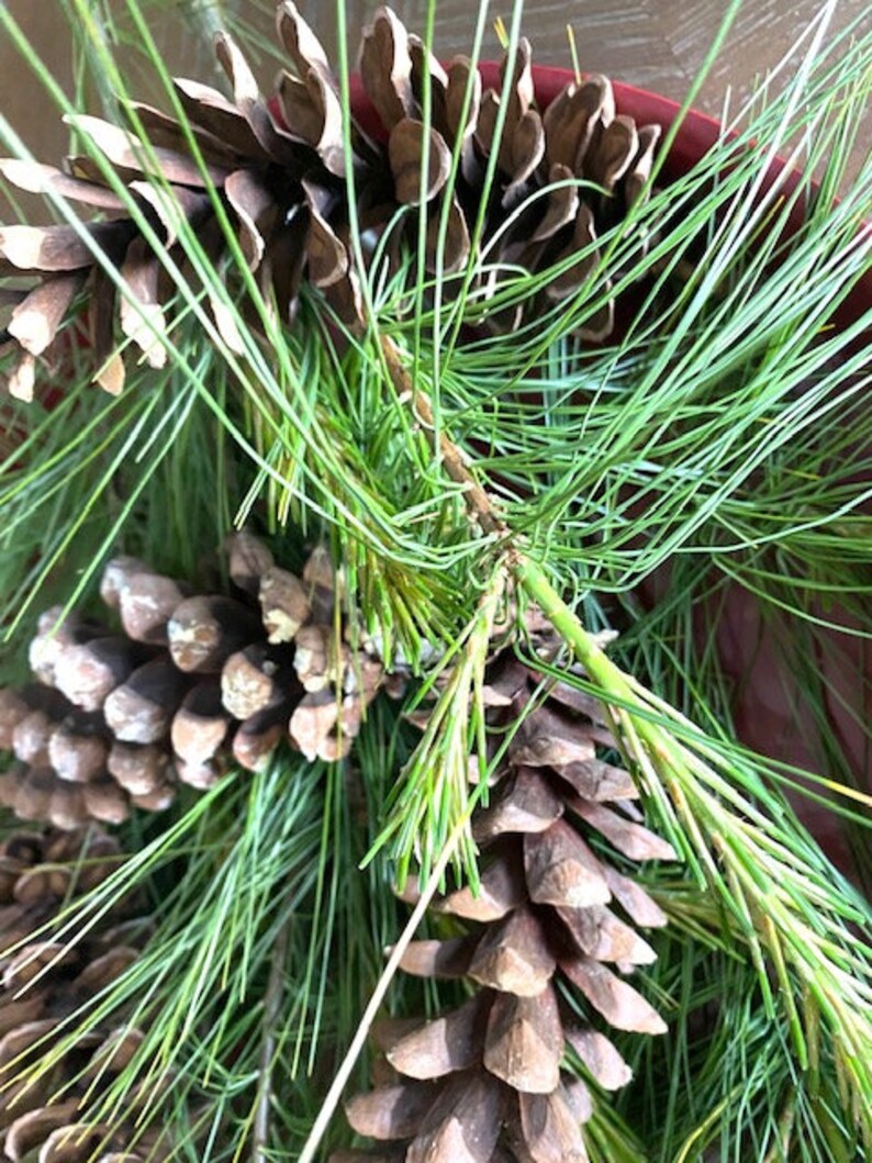 Extra Large Eastern White Pine Cones for Crafting, Lot of 25 Extra Large Eastern White Cones