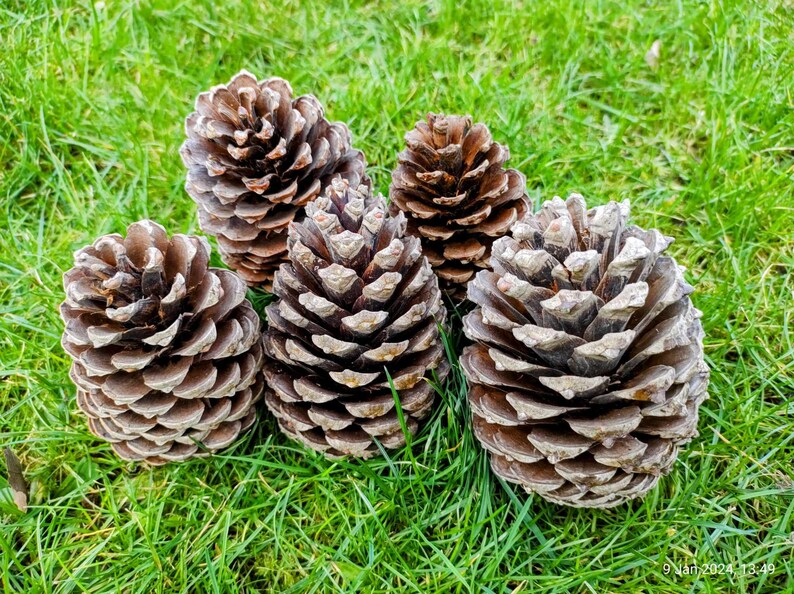 5 Large Pine Cones for Crafts,rustic Decor, Fir Cone Ornaments, Holiday